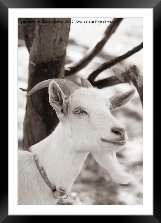 Goat Framed Mounted Print by Claire Colston