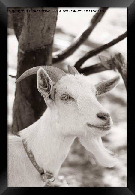 Goat Framed Print by Claire Colston