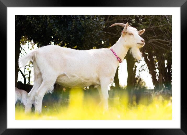 Goat in Buttercups Framed Mounted Print by Claire Colston