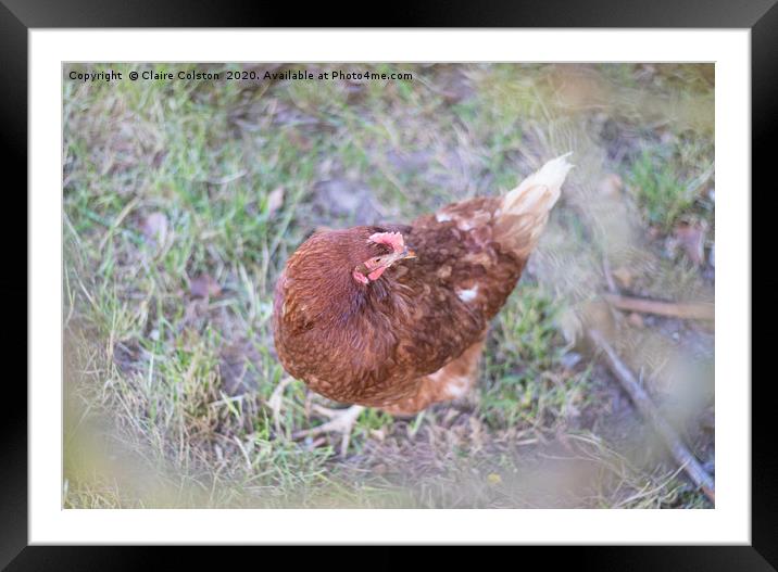 Chicken Framed Mounted Print by Claire Colston