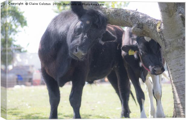 Cow and Calf Canvas Print by Claire Colston