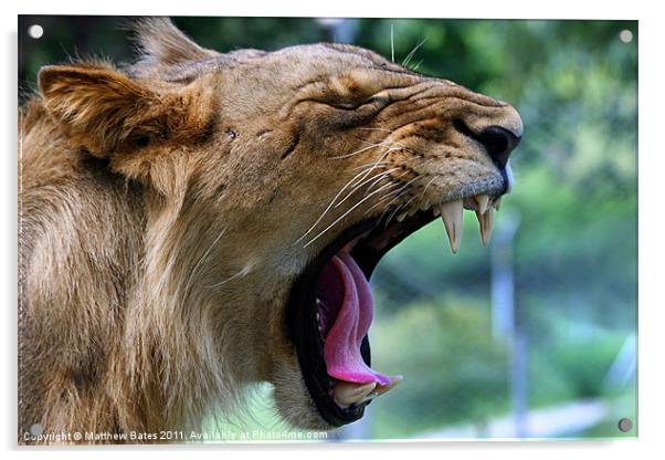 Male Lion Acrylic by Matthew Bates
