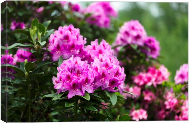 Rhododendron flowers in full bloom during springti Canvas Print by Thomas Baker