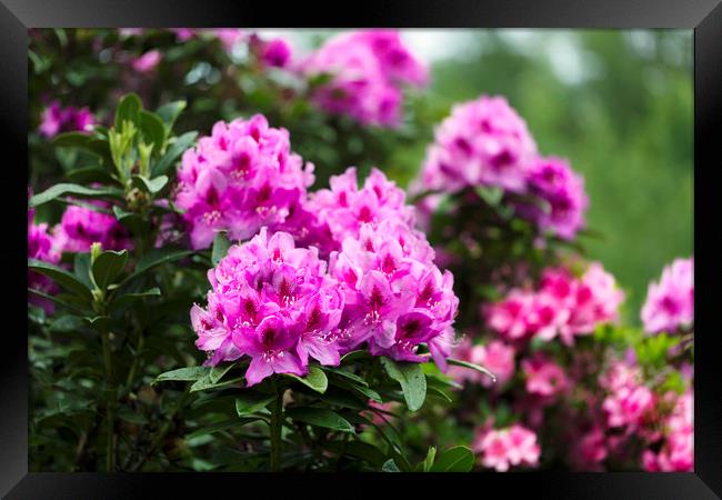 Rhododendron flowers in full bloom during springti Framed Print by Thomas Baker