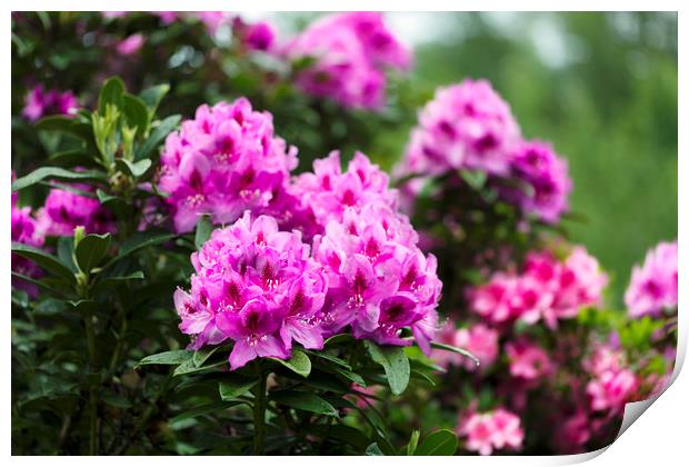 Rhododendron flowers in full bloom during springti Print by Thomas Baker