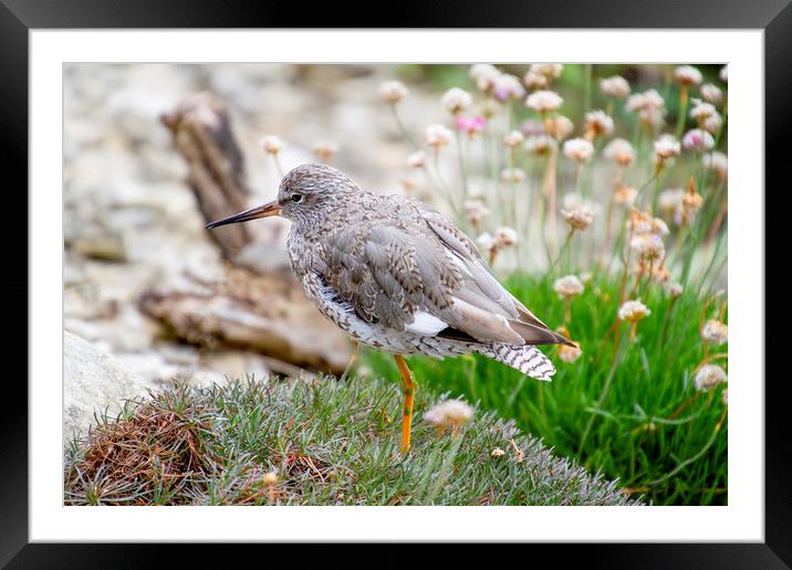 Wading bird Framed Mounted Print by Catherine Joll