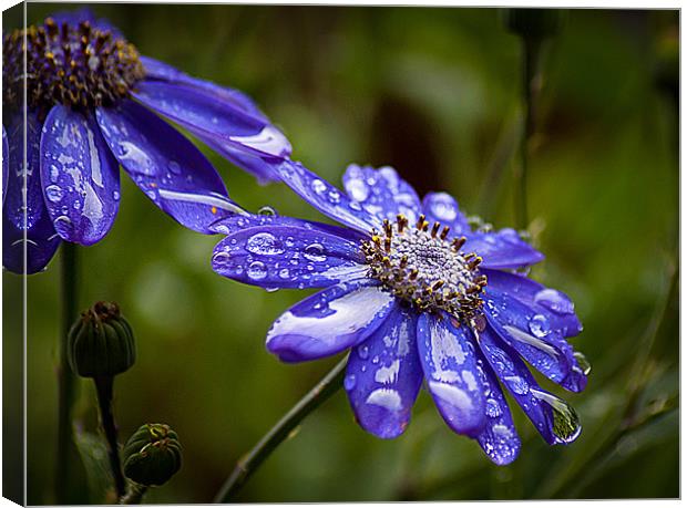 Blue Cornflower Canvas Print by Keith Thorburn EFIAP/b