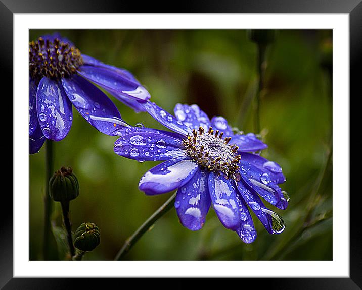 Blue Cornflower Framed Mounted Print by Keith Thorburn EFIAP/b