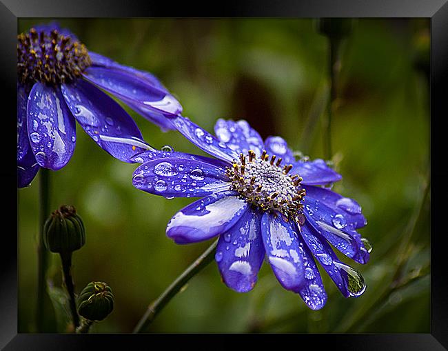 Blue Cornflower Framed Print by Keith Thorburn EFIAP/b