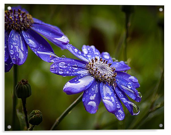 Blue Cornflower Acrylic by Keith Thorburn EFIAP/b
