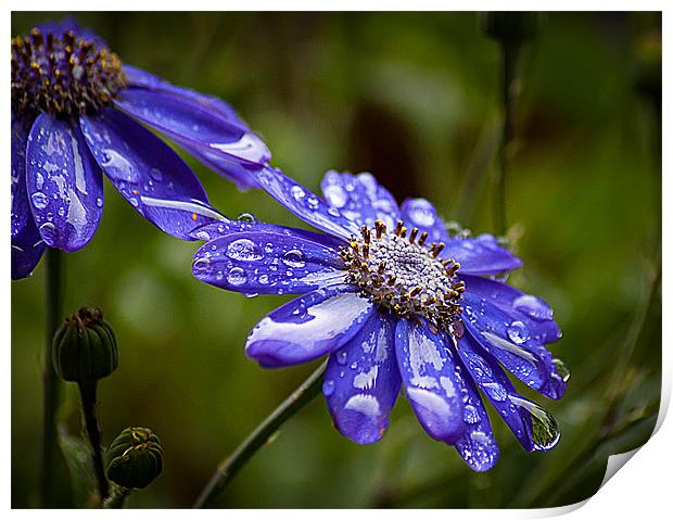 Blue Cornflower Print by Keith Thorburn EFIAP/b