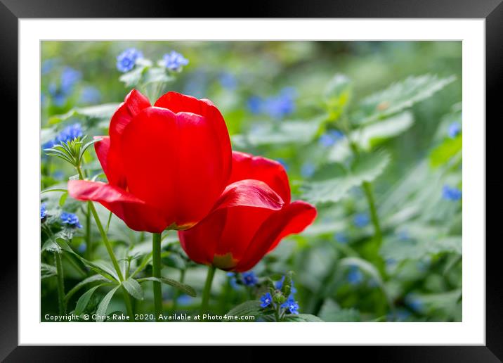 Bright red Poppy flowers Framed Mounted Print by Chris Rabe