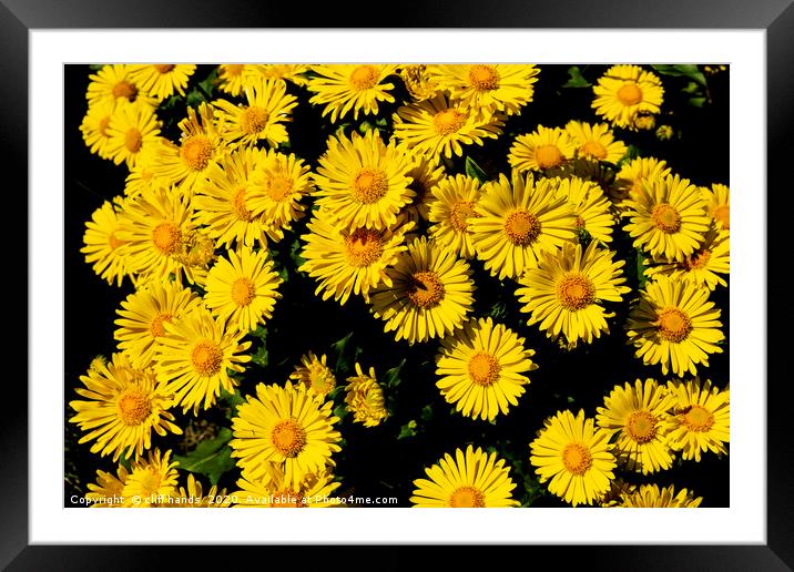 Daisy flowers Framed Mounted Print by Scotland's Scenery