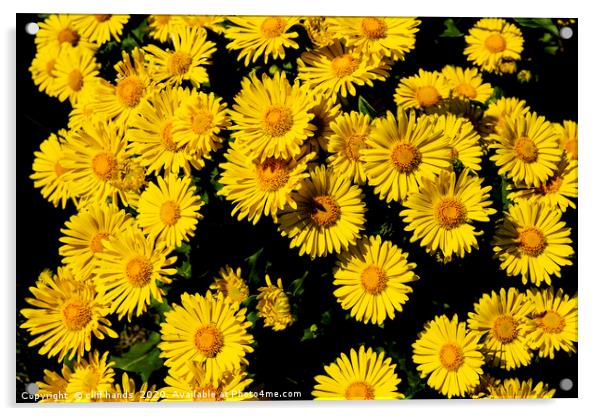 Daisy flowers Acrylic by Scotland's Scenery