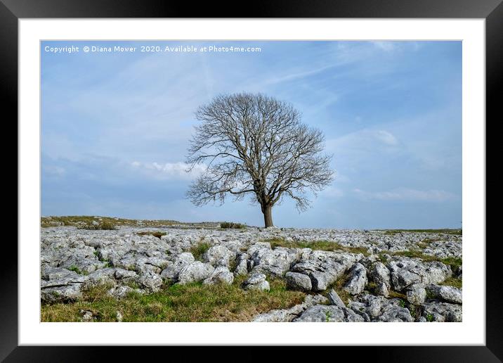 The Malham Tree Framed Mounted Print by Diana Mower