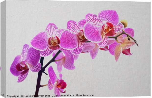 Orchids!  Canvas Print by Nadeesha Jayamanne