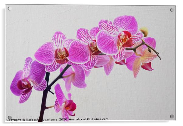 Orchids!  Acrylic by Nadeesha Jayamanne