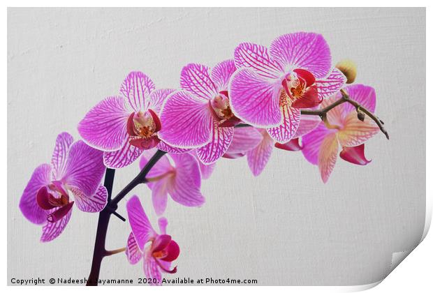 Orchids!  Print by Nadeesha Jayamanne