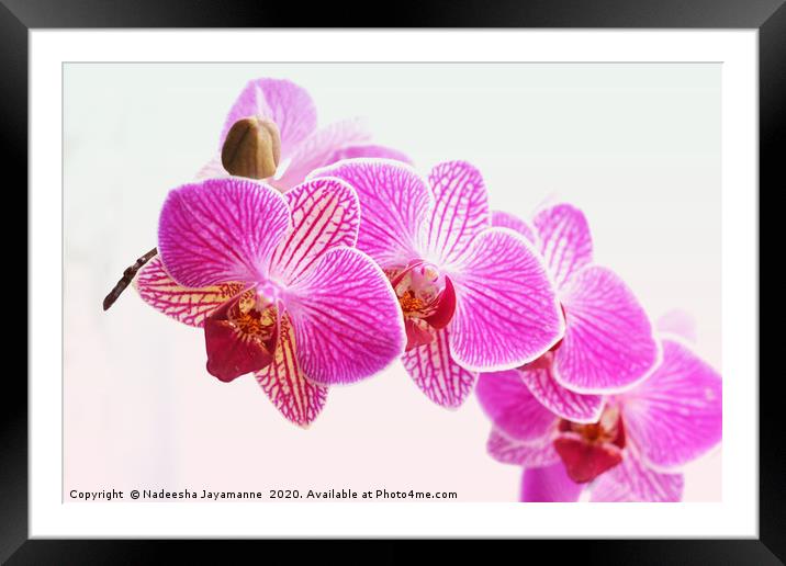 Orchids! Framed Mounted Print by Nadeesha Jayamanne