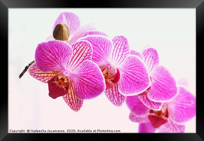 Orchids! Framed Print by Nadeesha Jayamanne