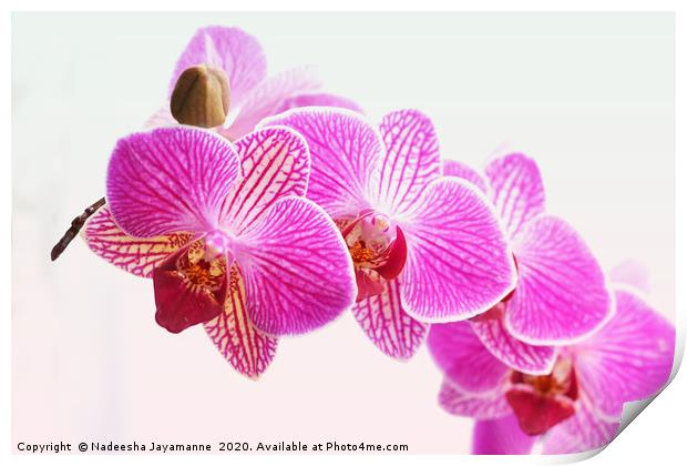 Orchids! Print by Nadeesha Jayamanne