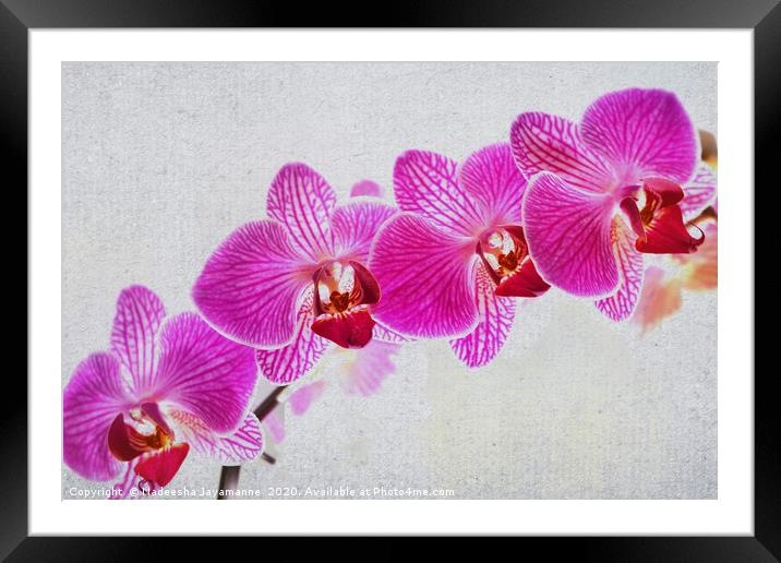 Orchids! Framed Mounted Print by Nadeesha Jayamanne