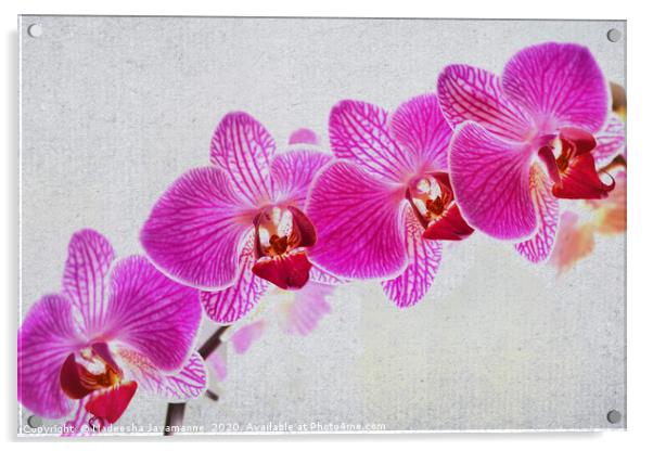 Orchids! Acrylic by Nadeesha Jayamanne