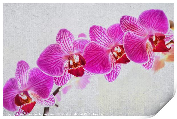 Orchids! Print by Nadeesha Jayamanne