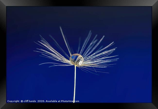 dandelion seed Framed Print by Scotland's Scenery