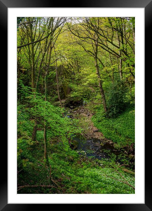 Newlay Woods Framed Mounted Print by Colin Metcalf