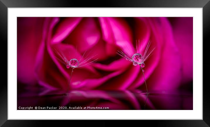 The Dandy and the Rose Framed Mounted Print by Dean Packer