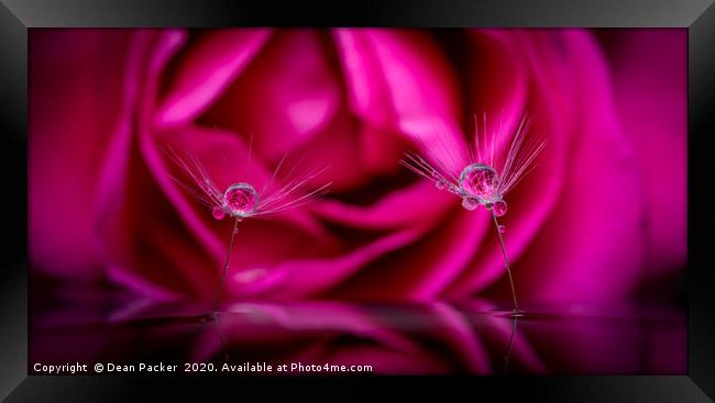 The Dandy and the Rose Framed Print by Dean Packer
