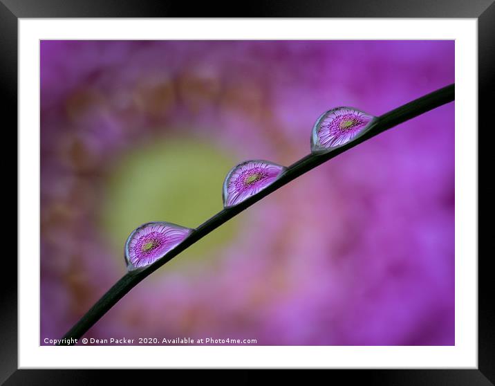 Water Droplets on Grass Framed Mounted Print by Dean Packer