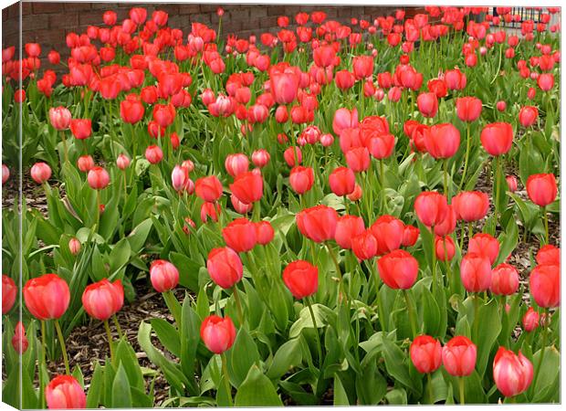 Outdoor Display of Red Tulips Canvas Print by JEAN FITZHUGH