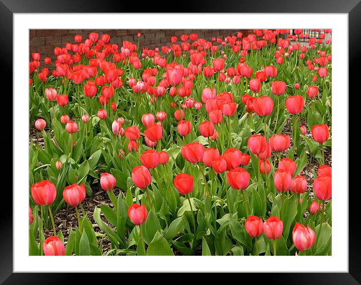 Outdoor Display of Red Tulips Framed Mounted Print by JEAN FITZHUGH