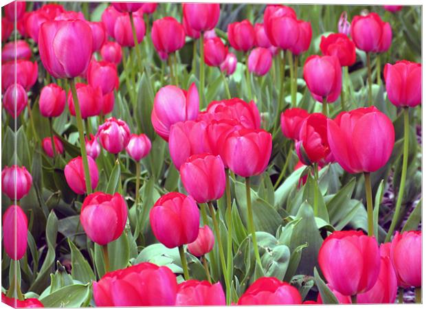 Lots and Lots of Pink Tulips Canvas Print by JEAN FITZHUGH