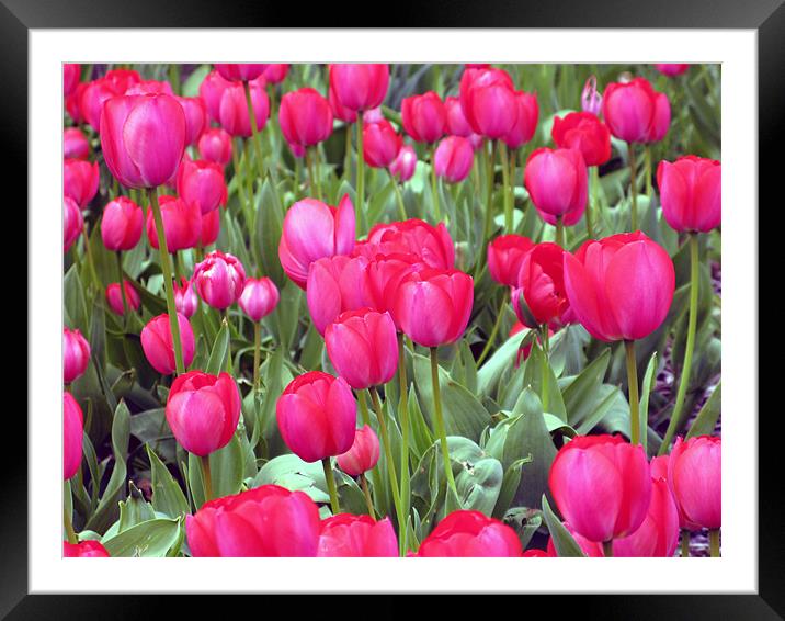 Lots and Lots of Pink Tulips Framed Mounted Print by JEAN FITZHUGH