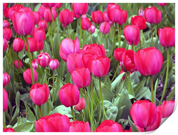 Lots and Lots of Pink Tulips Print by JEAN FITZHUGH