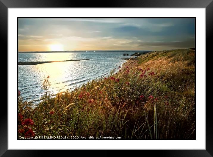 "Grasses and flowers in the evening light" Framed Mounted Print by ROS RIDLEY