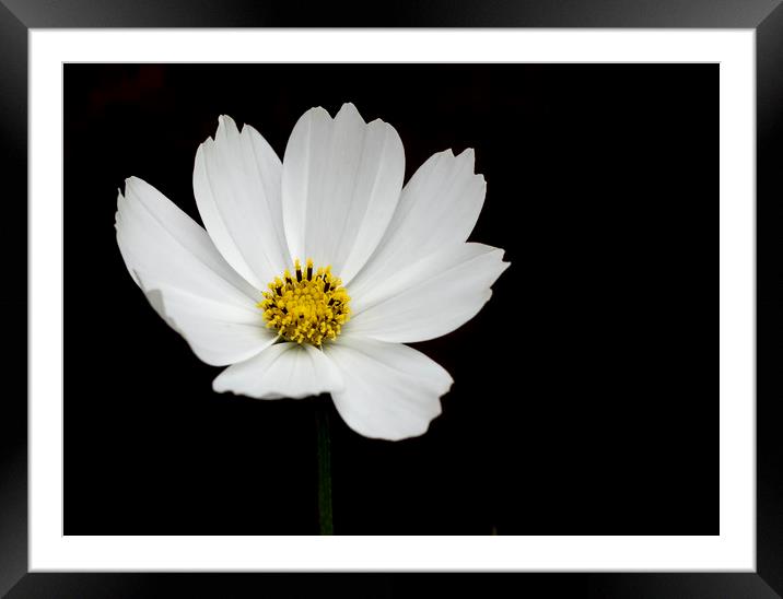 Cosmos Flower Framed Mounted Print by Jonathan Thirkell