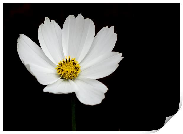 Cosmos Flower Print by Jonathan Thirkell
