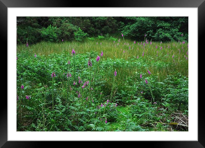 Countryside Full of Purple Foxgloves Framed Mounted Print by JEAN FITZHUGH
