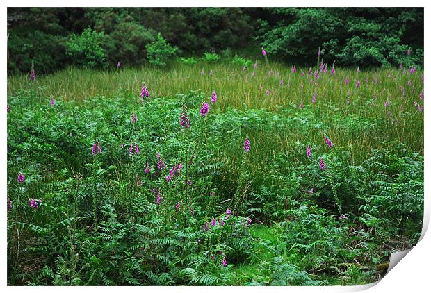 Countryside Full of Purple Foxgloves Print by JEAN FITZHUGH