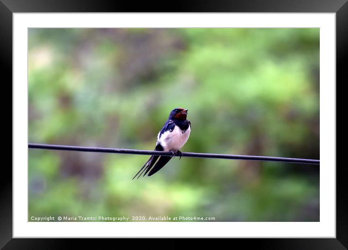 Barn Swallow Bird, Thessaloniki, Greece Framed Mounted Print by Maria Tzamtzi Photography