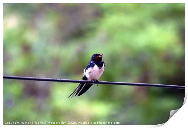 Barn Swallow Bird, Thessaloniki, Greece Print by Maria Tzamtzi Photography