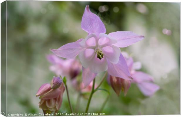 Pink Aquilegia  Canvas Print by Alison Chambers