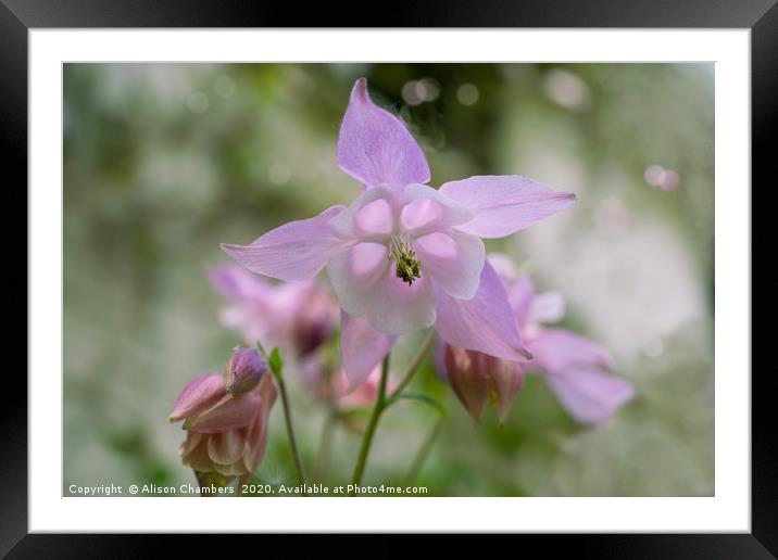 Pink Aquilegia  Framed Mounted Print by Alison Chambers