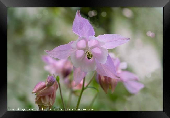 Pink Aquilegia  Framed Print by Alison Chambers