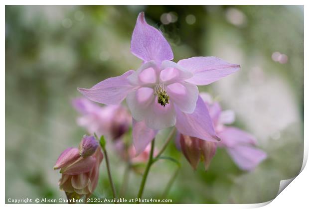Pink Aquilegia  Print by Alison Chambers