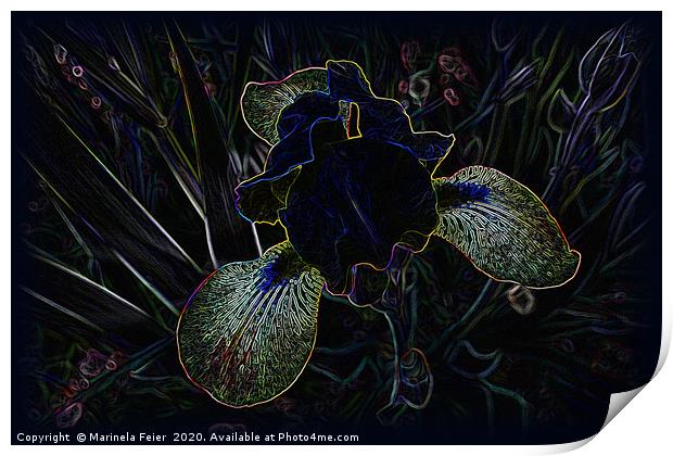 Glowing Iris Print by Marinela Feier